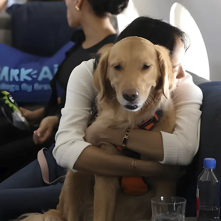 A person wearing a white sweater hugs a golden retriever in an orange harness on an airplane during the Flight Experience for Dogs. In the background, passengers are seated with a water bottle and glass on the table.