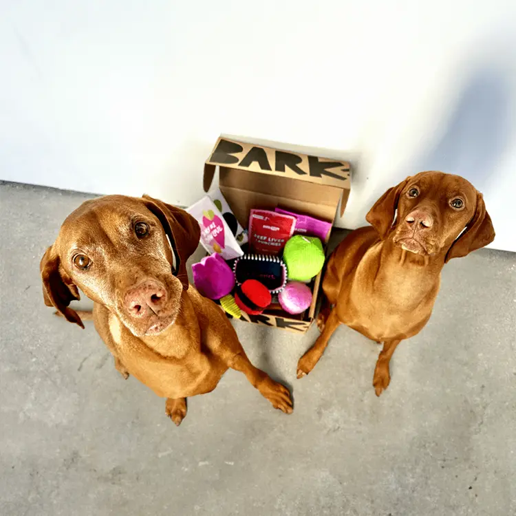 Two brown dogs sit on a gray floor, looking up. Behind them is an open BarkBox Monthly Box of Joy filled with colorful dog toys and treats. The box displays BARK.