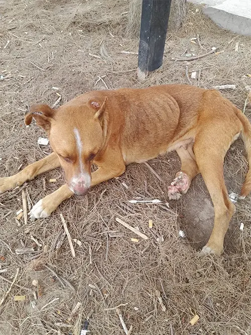 A brown dog with a white stripe on its forehead is lying down on dry grass and twigs, with an injured hind leg. A post is visible in the background. The dog appears to be resting.