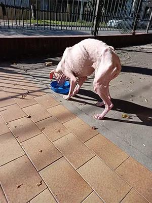 A hairless dog with prominent ribs bends down to drink water from a blue bowl on a tiled patio. The sun casts a shadow from a metal fence in the background.