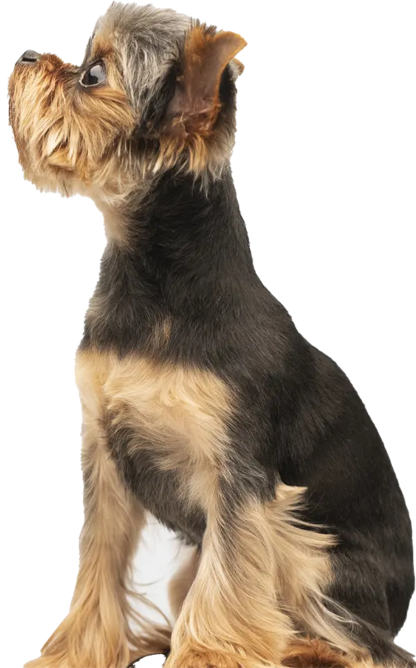 Side profile of a Yorkshire Terrier with a silky coat, sitting and looking upward. The dog has a black and tan fur pattern with perky ears and a small build. The background is white.