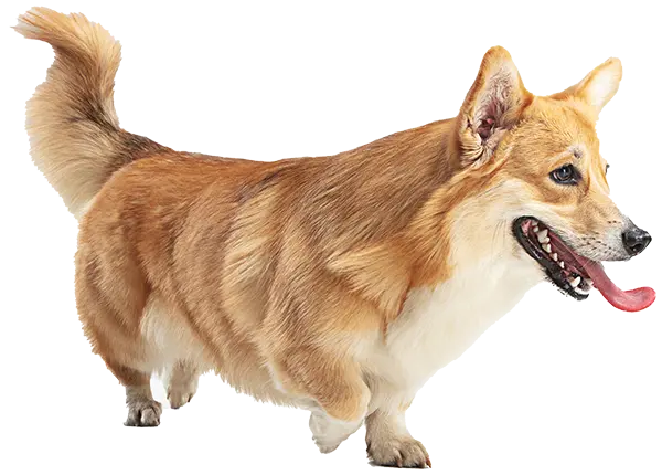A happy, short-legged Corgi with a fluffy tail and a shiny, golden coat stands facing right. Its mouth is open, tongue out, and ears perked, giving an energetic and playful appearance against a plain background.