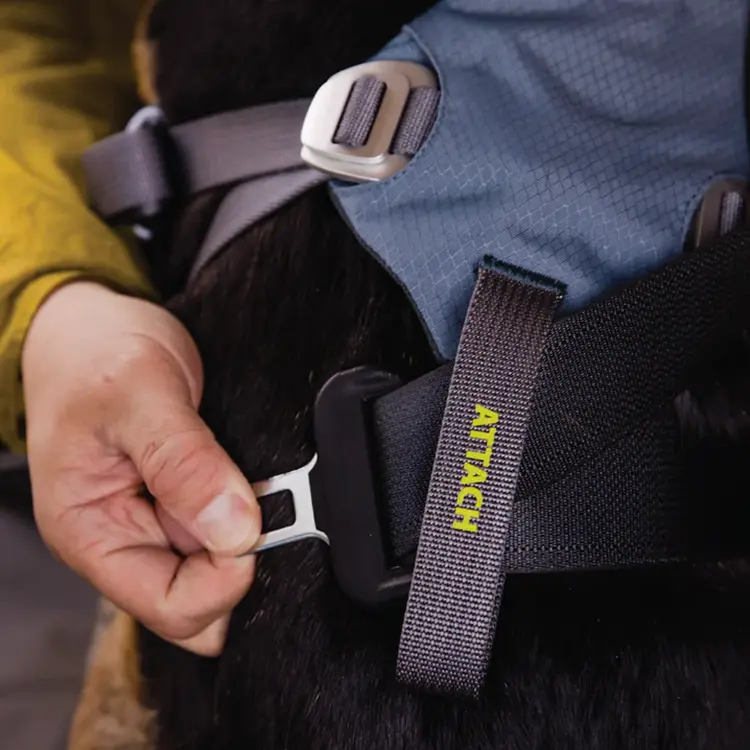 Close-up of a person fastening a Dog Car Harness with a buckle. The hand is securing a strap labeled ATTACH in yellow letters, and the person is wearing a yellow jacket.