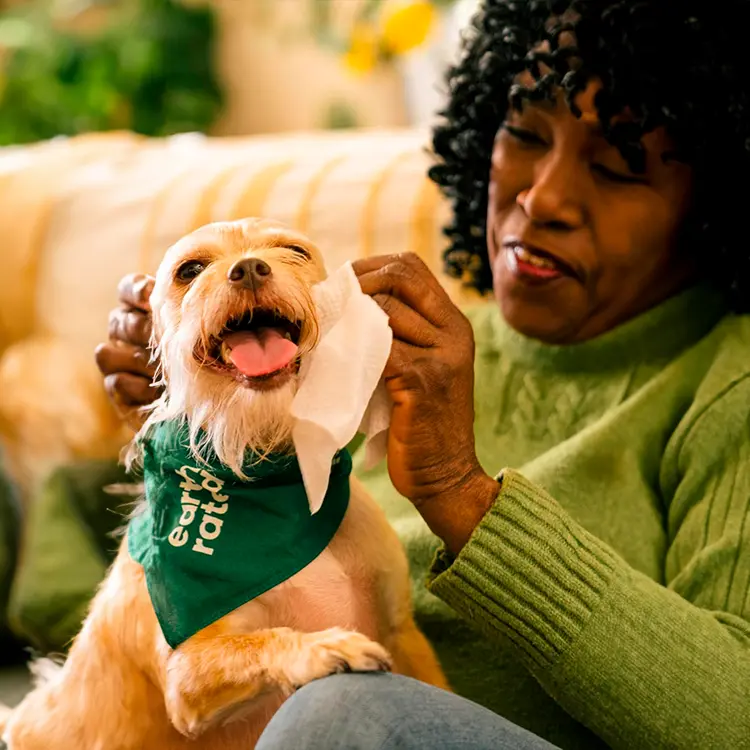 Using Dog Wipes, a person in a green sweater gently cleans the face of their smiling dog, which is wearing a matching green bandana while sitting contentedly on their lap in a cozy setting.