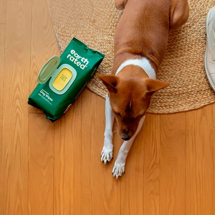 A brown and white dog lies on a round woven rug on a wooden floor with a pack of Dog Wipes nearby. A part of a persons shoe is visible in the corner.