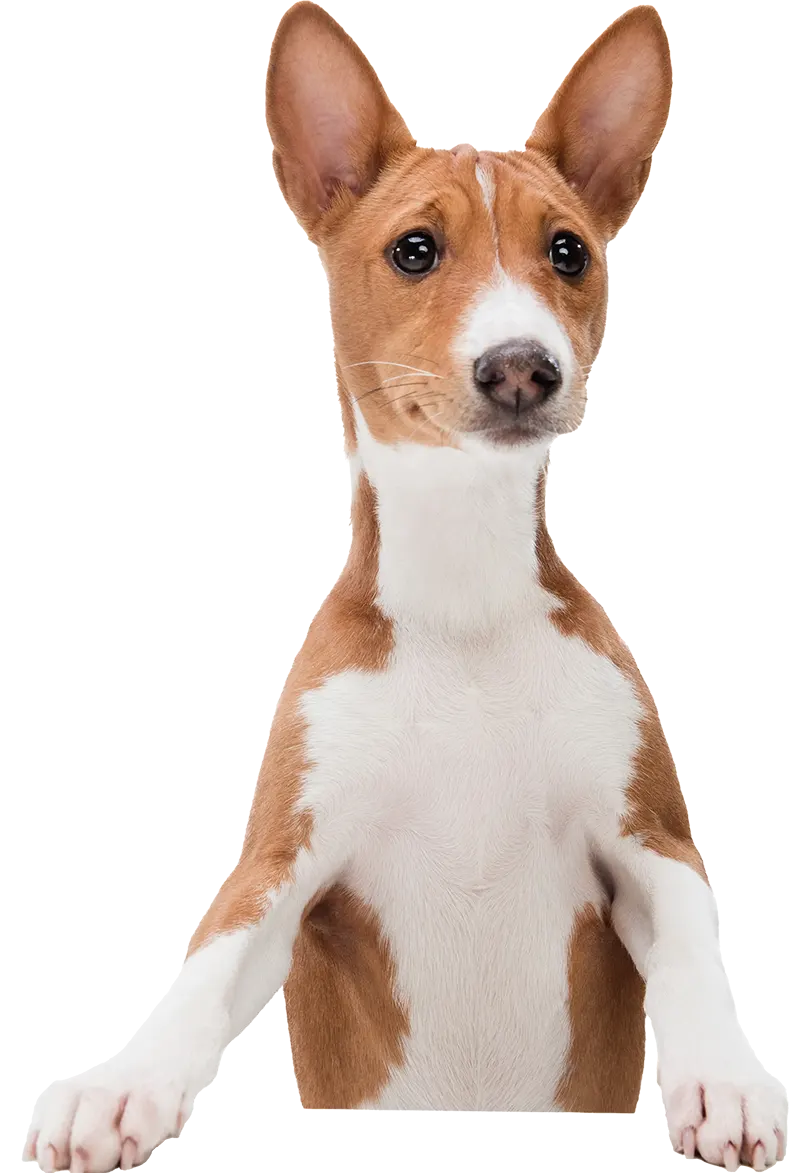 A brown and white Basenji dog with large, upright ears stands with its front paws on a horizontal surface, looking attentively forward. The dogs smooth coat and alert expression are evident. Background is white.