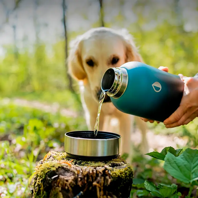 A person pours water from an Insulated Dog Water Bottles detachable lid on a mossy tree stump in a lush, green setting while a golden retriever looks on amid blurred trees.