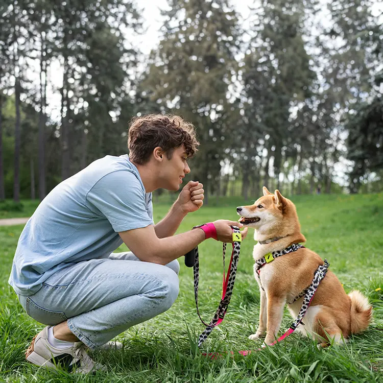In a green park with tall trees, a young man wearing a light blue tee kneels on the grass, engaging with a Shiba Inu dog sporting an eye-catching harness and leash.