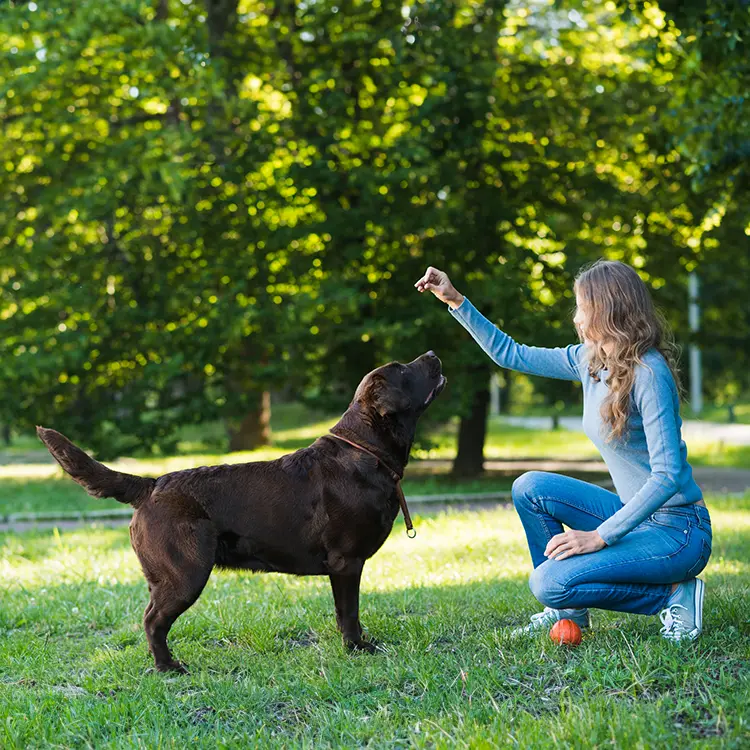 A woman kneels on the grass in a park, lifting a treat for her attentive chocolate Labrador. Nearby, theres a red ball, and lush green trees frame the scene. Theyre taking part in Online Training Courses to improve their skills together.