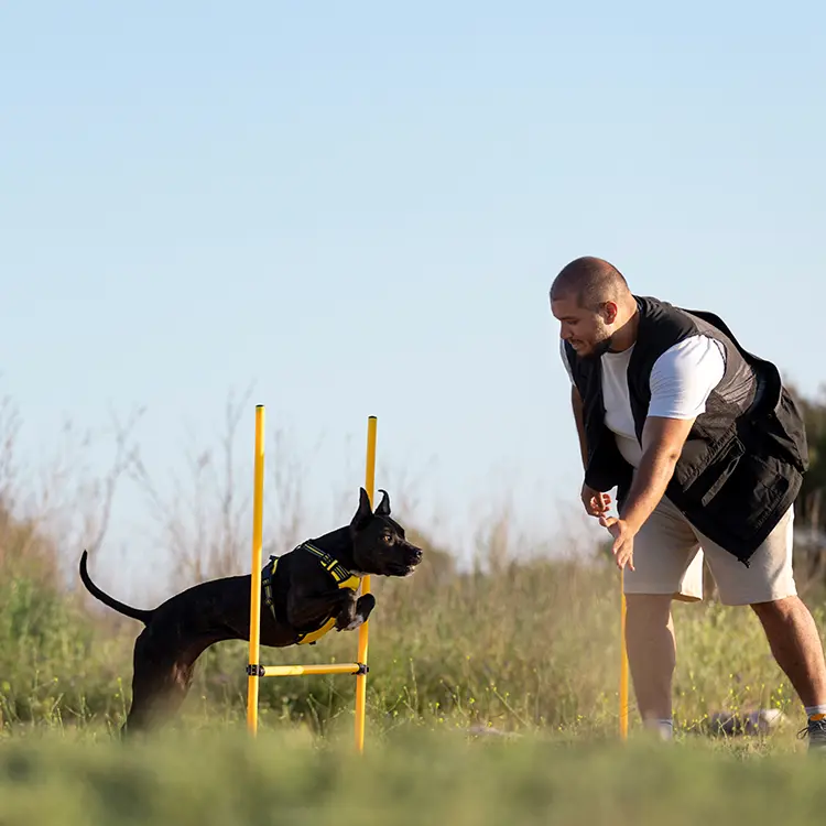 A man in a black vest and shorts trains his black dog to leap over a yellow hurdle on grass under a clear blue sky, using Online Training Courses techniques and gesturing encouragement with his hand.