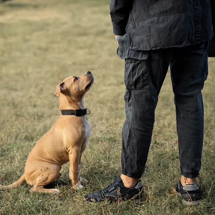 A person wearing dark clothes stands on the grass, facing a brown dog with a black collar. The scene unfolds outdoors in a grassy area.