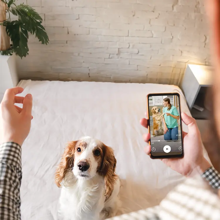 A person sits on a bed holding a smartphone displaying an Online Training Course featuring a vet with a dog. A brown and white dog sits beside the person, looking up. The room includes a plant and has a brick wall backdrop.