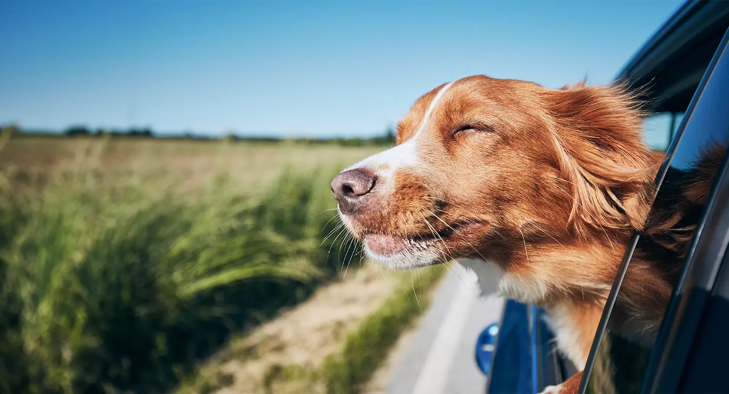 A brown and white dog leans out of a car window, enjoying the breeze with eyes closed and ears flapping. The scene is set against a backdrop of green fields under a clear blue sky.