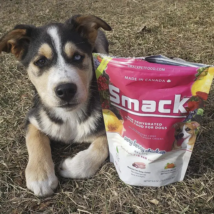 A puppy with black, brown, and white fur sits on grass next to a pink and white bag of Smack Pet Foods Very Berry Chicken flavor, adorned with fruit and chicken images.