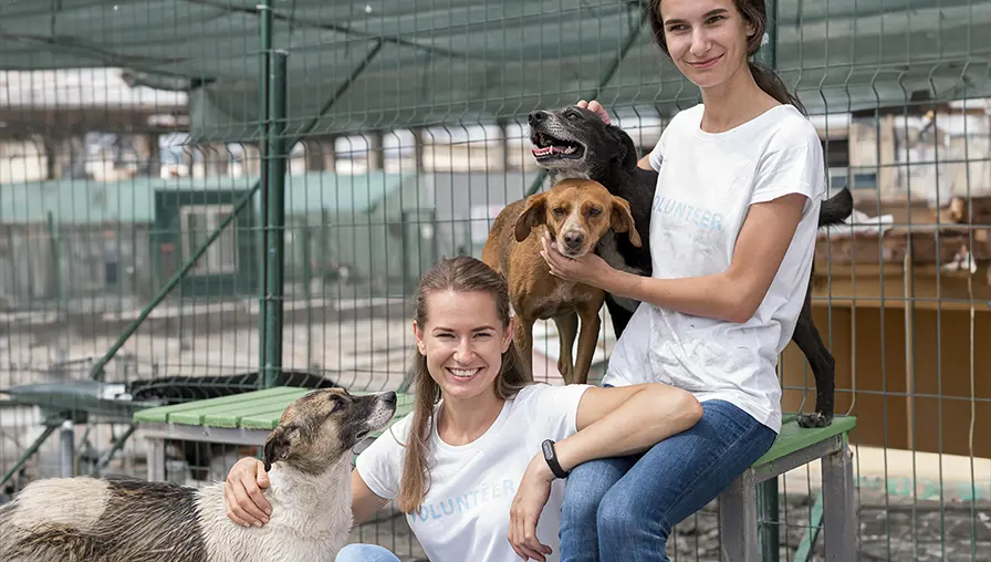 Two women wearing white volunteer shirts are sitting in an outdoor animal shelter with three dogs. One dog is on the ground, one is on a bench, and the third is in the lap of a seated woman. The setting is sunny and fenced.
