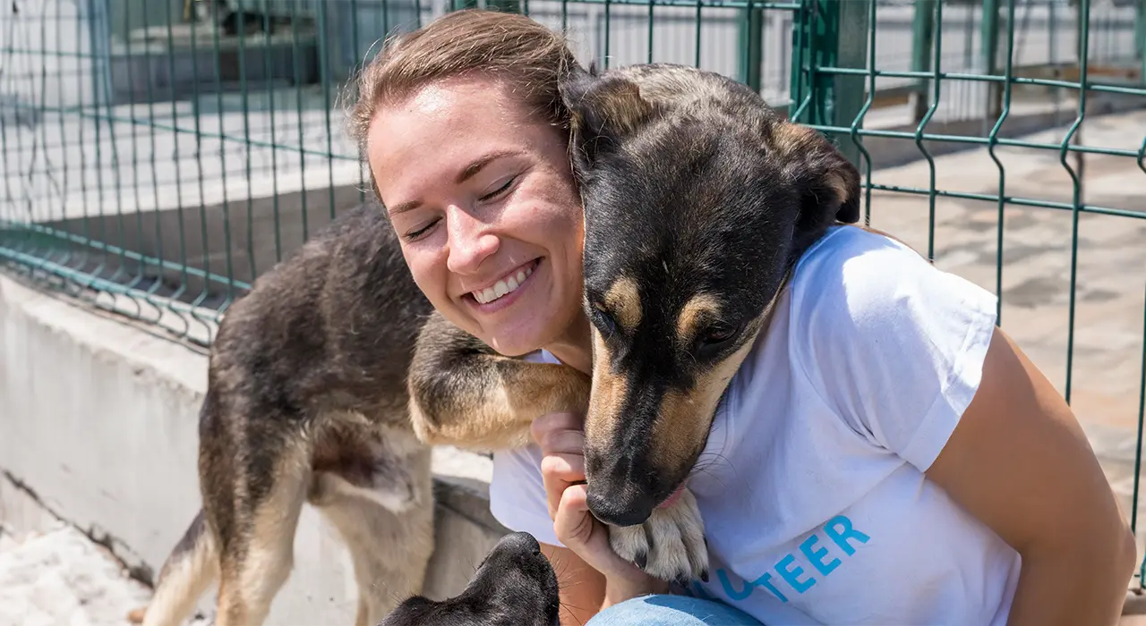 A smiling woman wearing a white volunteer shirt is kneeling and hugging a large dog. Another dog is nearby, licking her hand. They are outdoors near a metal fence on a sunny day.