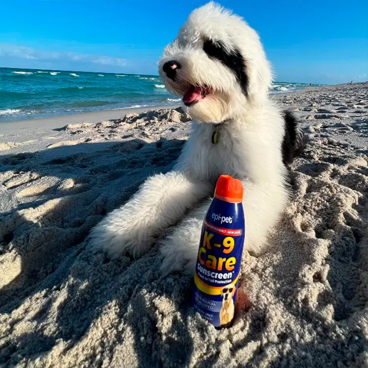 A fluffy dog with black and white fur lounges on a sandy beach, a can of Dog Sun Protection in front of it. The sea stretches out under the clear blue sky.