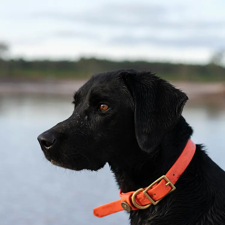 A wet black dog with a Dog Waterproof Collar in orange gazes to the left, against a blurred background of water and greenery that hints at a lakeside or riverside setting.