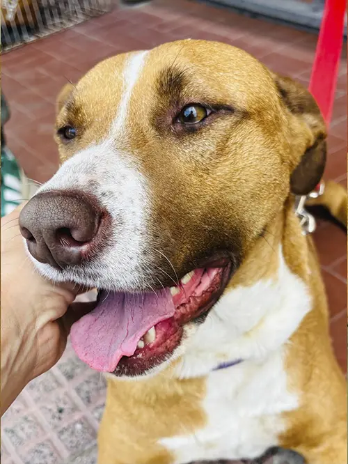 A brown and white dog with a joyful expression looks up. Its tongue is out, and a hand gently pats its neck. The background shows a tile floor and blurred elements.