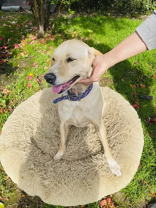 A light brown dog sits on a round, fluffy beige bed outside on a grassy area. The dogs tongue is out, and it’s wearing a colorful collar. A person’s hand is gently holding the dog’s head. There are scattered flower petals in the grass.