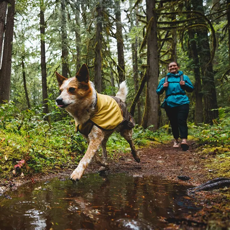 A dog in a Dog Raincoat dashes through a forest puddle, followed by someone in a blue jacket and backpack along the trail. The path is encircled with lush greenery and tall trees, forming a vibrant woodland scene.