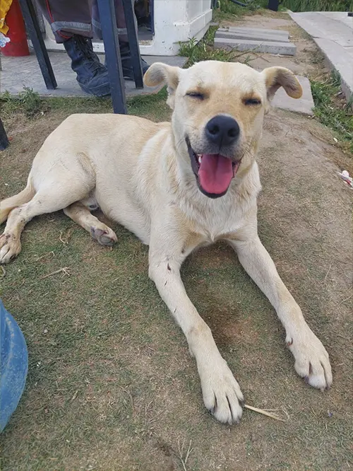 A tan dog is lying on grass with its front legs stretched out. Its mouth is open, and it appears to be smiling. The dogs eyes are squinting, and one ear is slightly tilted. Theres a partial view of a person and objects in the background.