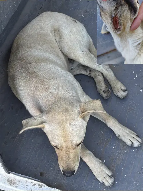 A light-colored dog lying down, appearing injured. Inset shows a close-up of a wound on the dogs ear. The dog is resting on a gray surface, looking tired and vulnerable.