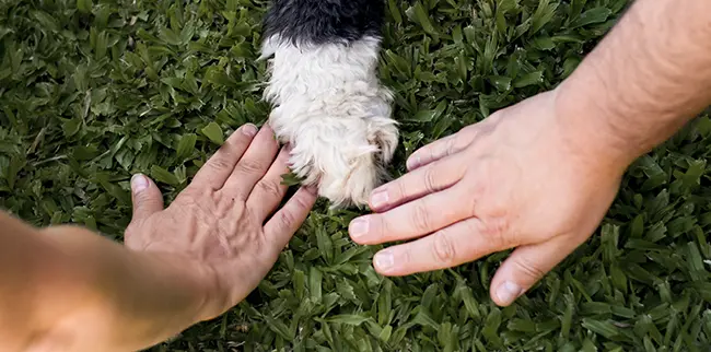 Two human hands and a dog paw meet together on grass, forming a line. The hands are on either side of the white and black paw. The grass is bright green, and the image captures a sense of unity between humans and animals.