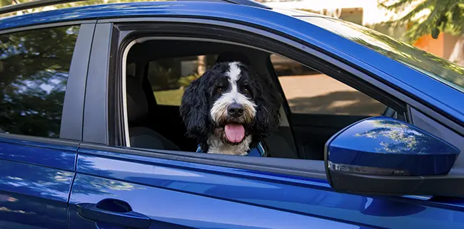 A black and white dog sitting in the back seat of a blue car, looking out the open window with its tongue out. The car is parked outdoors, with sunlight filtering through the trees.