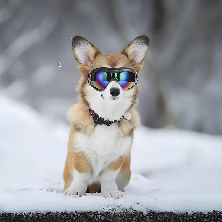 Stylish Corgi wearing reflective dog sunglasses in a snowy landscape. These protective and fashionable dog goggles shield your pup’s eyes from sun, wind, and snow while making them look effortlessly cool.