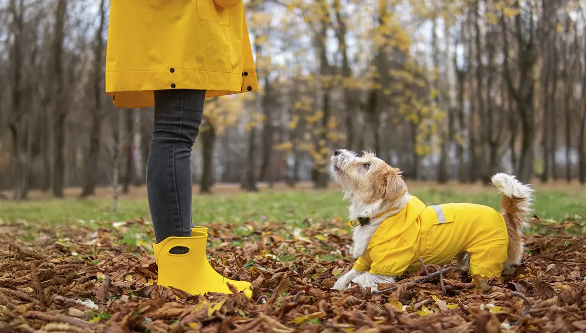 A white woman with black pants , yellow boots and a yellow raincoat with a dog wearing a yellow raincoat in a forest full of leaves