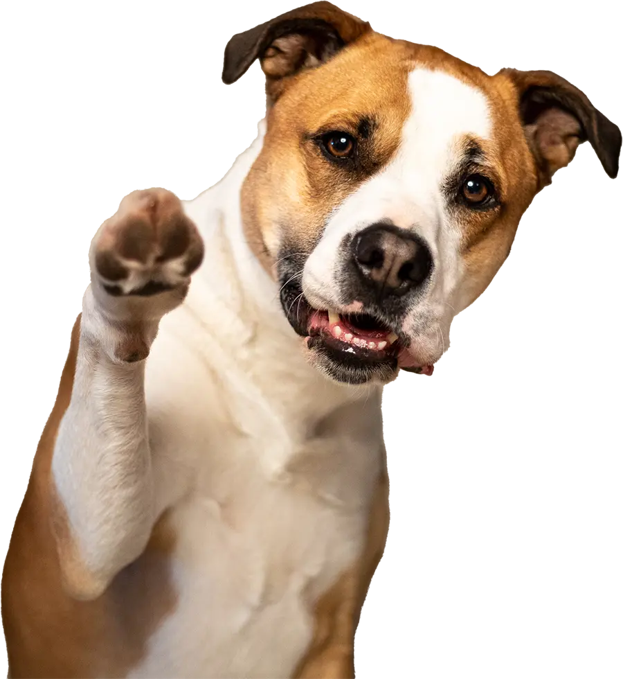 A brown and white dog raising its paw in front of a transparent background