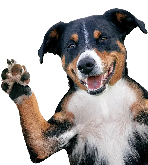 A smiling Entlebucher Mountain Dog with brown fur, looking at the camera with its paw raised, isolated on a transparent background