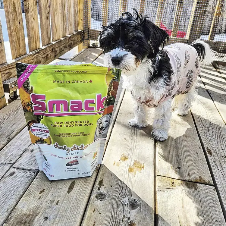 A small black and white dog in a patterned sweater stands on a wooden deck beside a bag of Smack Pet Food, labeled raw super food for dogs, as sunlight casts shadows.