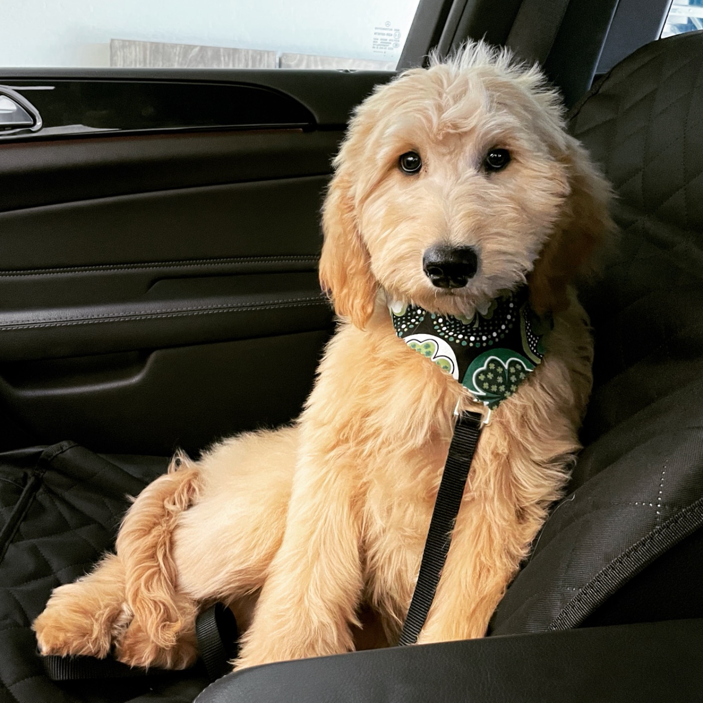 Light brown doodle dog secured with seatbelt sitting comfortably on a black dog car seat cover in the back seat