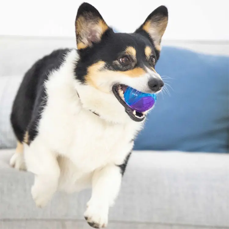 Playful Corgi running indoors with a GiGwi Push-to-Mute squeaky ball toy in its mouth, designed for travel-friendly quiet play or fun squeaky games