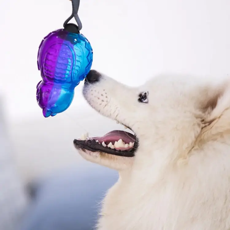 Fluffy white dog playing with a purple and blue GiGwi Push-to-Mute squeaky ball toy, ideal for travel, training, and interactive play