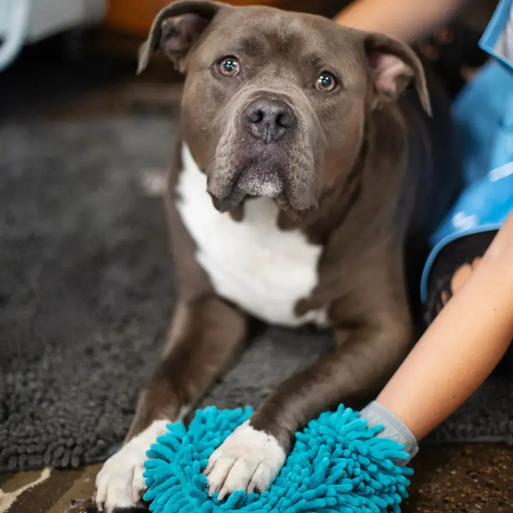 Brown and white pit bull mix dog resting on a dark rug with a turquoise microfiber drying mitt for grooming and paw cleaning