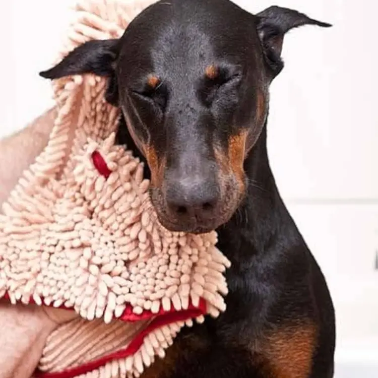 Doberman being dried with a beige microfiber dog towel mitt, designed for quick-drying and grooming after baths or outdoor play