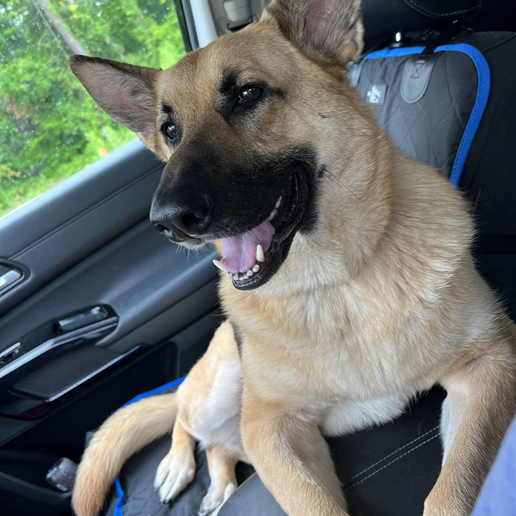 German Shepherd sitting in the front passenger seat on a protective black dog car seat cover with blue trim, smiling happily