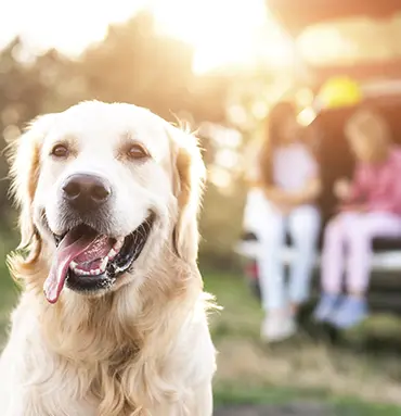A close-up shot captures a golden retriever with a happy expression, its tongue lolling out, set against a backdrop of a sunny outdoor scene. The dog's fur is a light golden color, and its eyes are bright and alert. In the background, two girls, around 10 and 12 years old, are sitting in the open trunk of a white car, their figures slightly blurred. The overall lighting is warm and golden, suggesting either sunrise or sunset, and the composition is focused on the dog, with the background providing context to the scene. The style is realistic, with a focus on capturing the natural beauty of the dog and the outdoor setting.