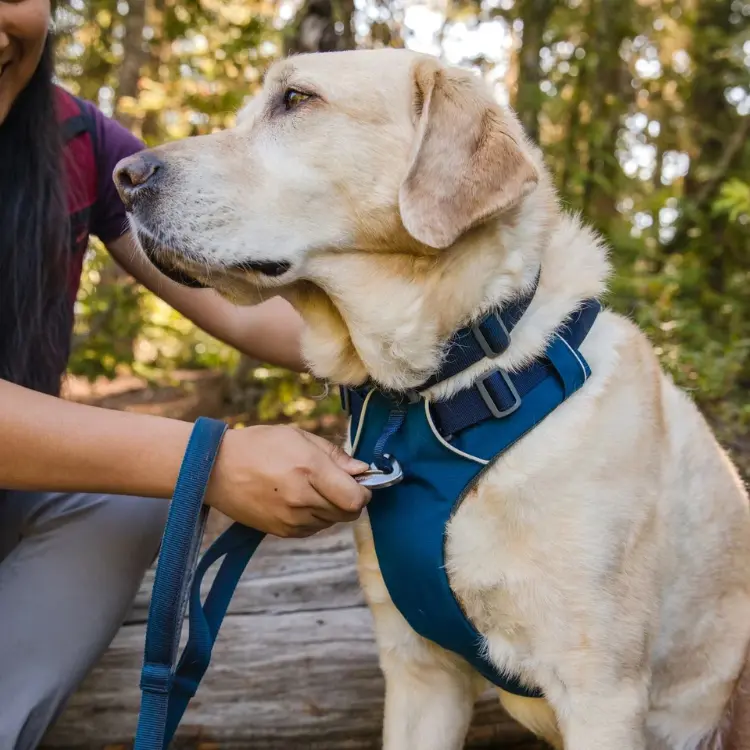 Dog wearing an adjustable dual clip blue harness on a nature trail