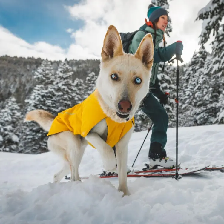 Dog wearing a yellow winter jacket walking beside a skier in snowy mountains, demonstrating cold-weather outdoor performance gear.