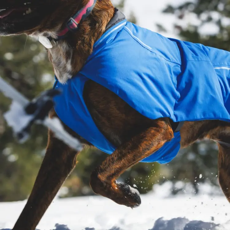Dog running through snow while wearing a blue insulated winter coat designed for cold-weather protection.